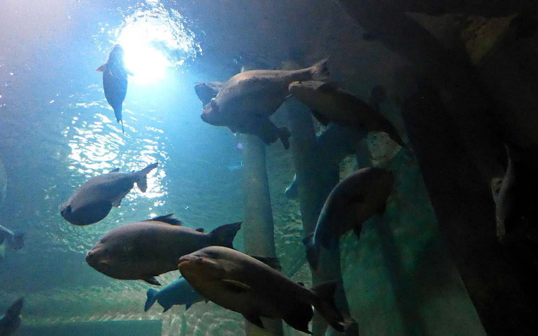 Jornadas de Acuariofilia en el Acuario de Zaragoza