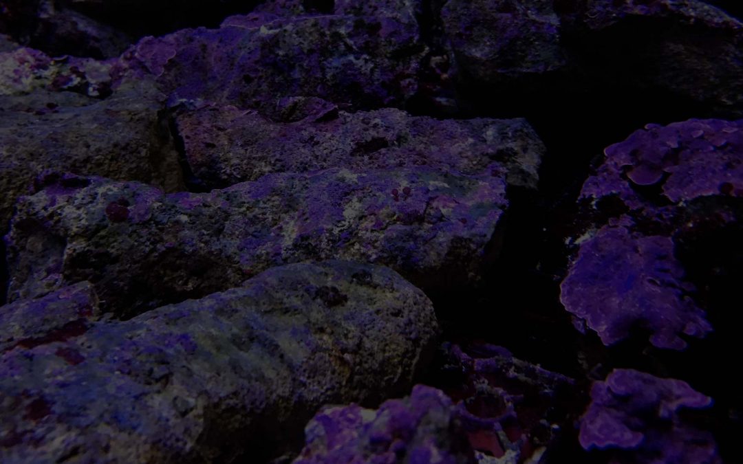 Taller de aquascaping en acuarios marinos